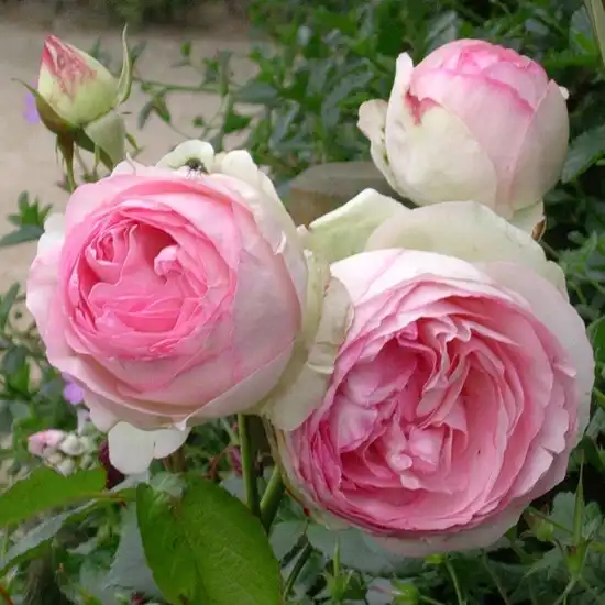 Franța, 1985 - Trandafiri - Eden Rose® - 